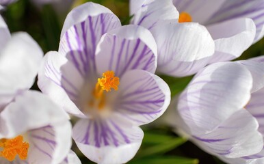 Obraz na płótnie Canvas Closeup shot of crocus vernus flowers.