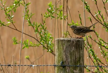 Tree pipit perched on a wooden log.