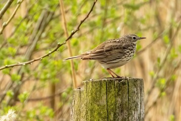 Tree pipit perched on a wooden log.