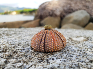 A large and a small shell of arbacia lixula (urchin) lie on a stone.