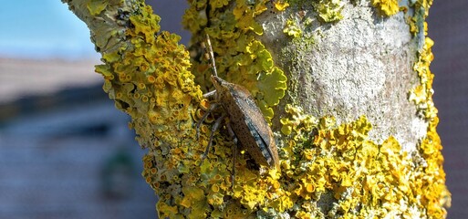 Panoramic shot of a brown marmorated stink bug on a tree