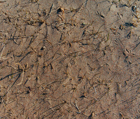 Sandy background with dry grass