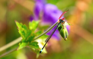Closeup shot of Damselflies on a flower isolated on a blurred background