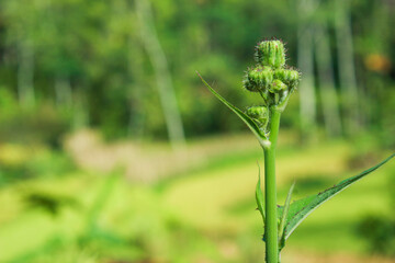 Sowthistle Buds. Green buds and blurred nature background. Selective focus. Perennial sowthistle (Sonchus arvensis). Left copy space