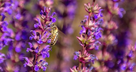 Closeup of a Western honey bee pollinating on the may night meadow sage flowering plant
