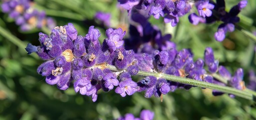 Closeup shot of a purple English lavender plant.