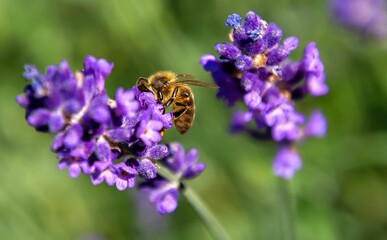 Macro of a Western honey bee pollinating on the may night meadow sage flowering plant
