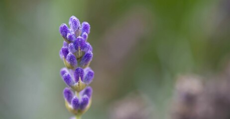 Closeup of a beautiful lavender, lavandula augustifolia captured against a blurred background