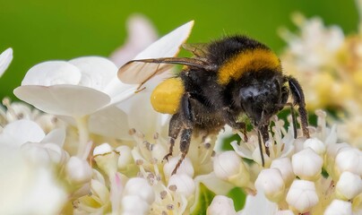 Macro of a buff-tailed bumblebee, Bombus terrestris pollinating on a white flowering plant