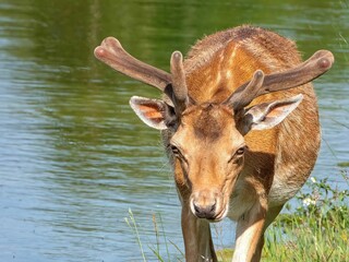 Closeup of a red deer (Cervus elaphus) on the coast of a lake