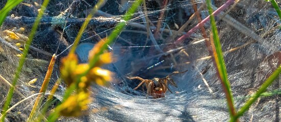 Closeup of a Agelena labyrinthica spider walking in its cobweb