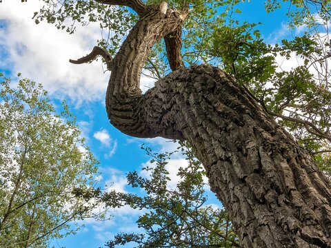 Fototapeta Scenic low-angle shot of a trunk of a green tree against blue sky