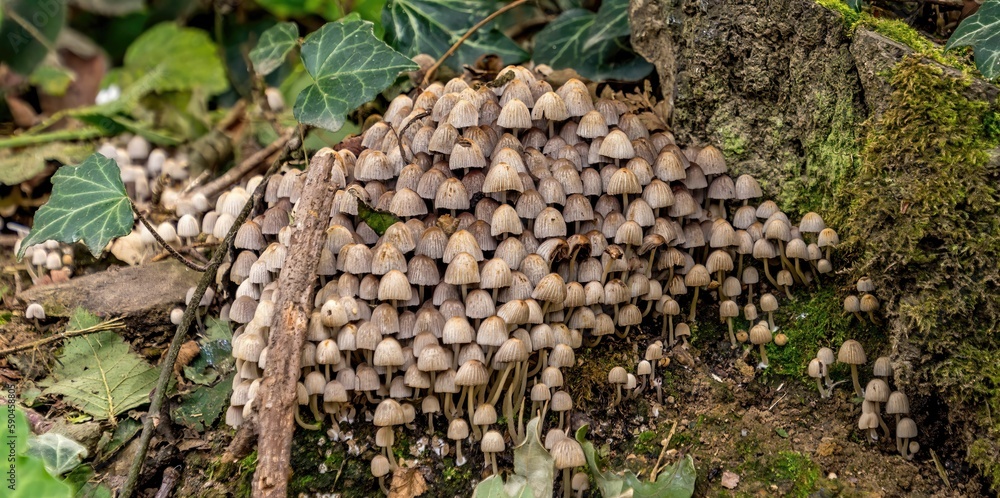 Sticker Closeup of Scattered dung beetles (Coprinellus disseminatus) under a tree in a forest