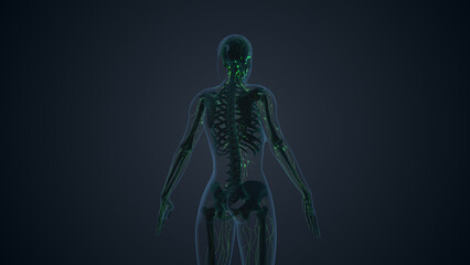Lymphatic System Internal Anatomy background