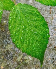 Vertical shot of waterdrops on a nettle leaf