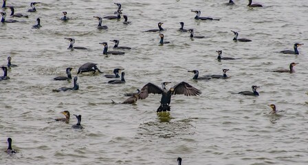 big group of cormorants on water on a gloomy day