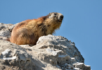 Closeup Alpine marmot (Marmota marmota) on rock on blue sky background, in the French Alps, Savoie department at La Plagne