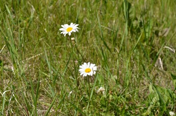 Closeup shot of blooming wild daisies on a field