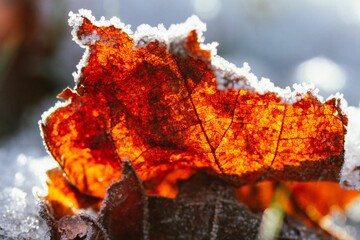 Closeup shot of red leaves covered with frost on a snowy day