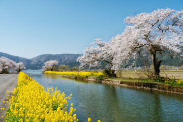 滋賀県、余呉導水路に咲く桜と菜の花と余呉湖が見える風景