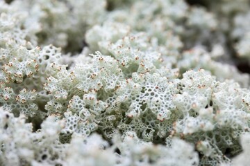 Closeup of growing Pulchrocladia ferdinandii lichen