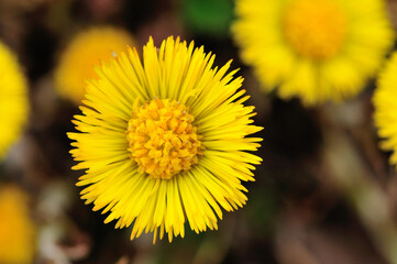 Coltsfoot (Tussilago farfara) close up shot