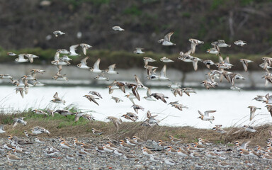 Flock of birds flying 
