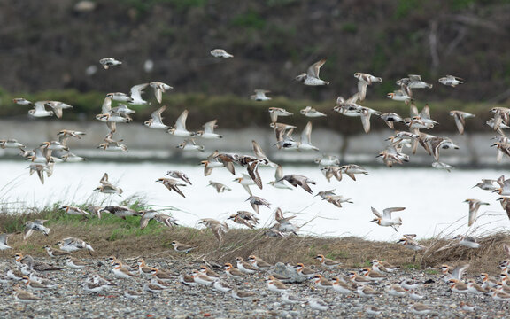 Flock of birds flying 