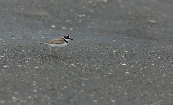 Little ringed plover, Charadrius dubius, walking on the street