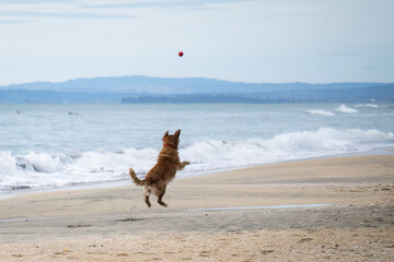 Dog jumping to catch a ball in the mid-air. Waves crashing on to the sandy beach. Summer fun in Auckland.