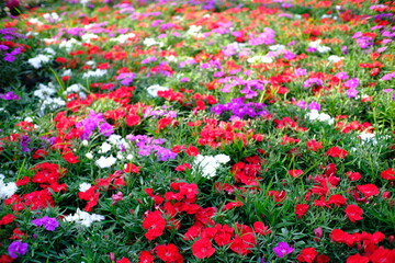 Fototapeta premium Beautiful nature flower for background.