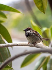 Bird Sitting on a Tree Branch