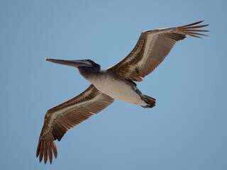 Majestic Pelican Flying in Blue Sky