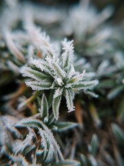 Naklejka na ściany i meble Closeup View of Frozen Plant