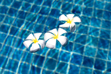 Plumeria or Frangipani flowers in the swimming pool. Top view