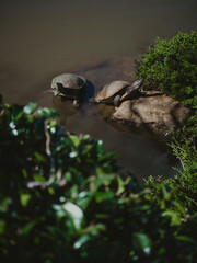 2 Turtles Swimming 2
