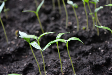 Homemade young seedlings of sweet bell pepper in black soil, beds of vegetables.