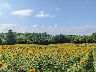 Beautiful shot of a sunflower field on a sunny day