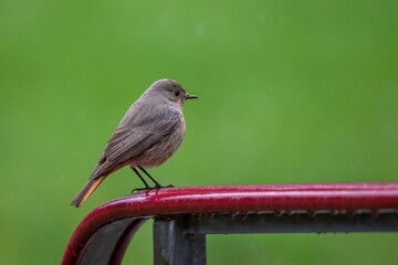 robin on a fence