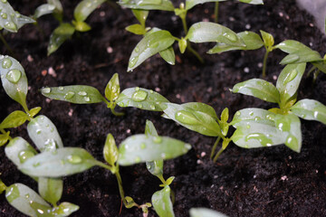 Homemade young seedlings of sweet bell pepper in black soil, beds of vegetables.