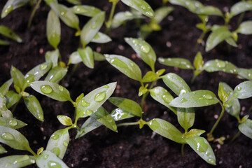 Homemade young seedlings of sweet bell pepper in black soil, beds of vegetables.