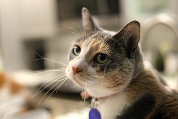Closeup of a cute cat on a blurry background