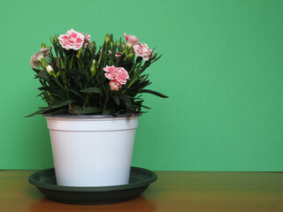 carthusian pink (Dianthus carthusianorum) flower