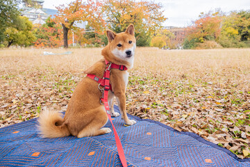 可愛い柴犬