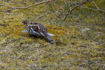female spruce grouse