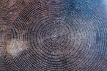 Fototapeta premium Texture of a cut tree with annual rings.