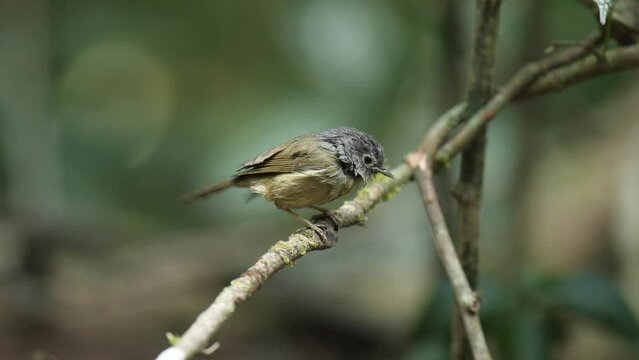 White-tailed Leaf Warbler on branch  ,Bird watching in forest