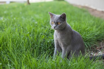 Beautiful view of a gray cat with yellow eyes in the garden