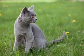 Fototapeta premium Beautiful view of a gray cat with yellow eyes in the garden
