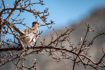 Cute Greater roadrunner bird perched on a tree on a sunny day